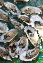 Oysters